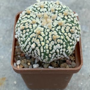 Astrophytum asterias “Super Kabuto” hybr