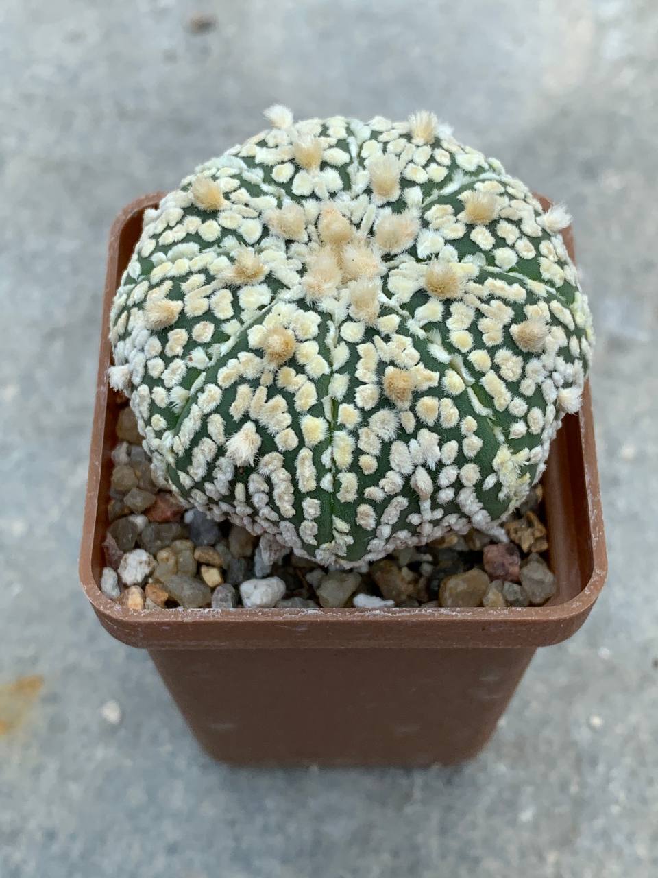 Astrophytum asterias “Super Kabuto” hybr