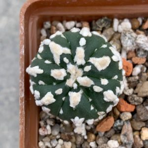 Astrophytum asterias hybr V-type
