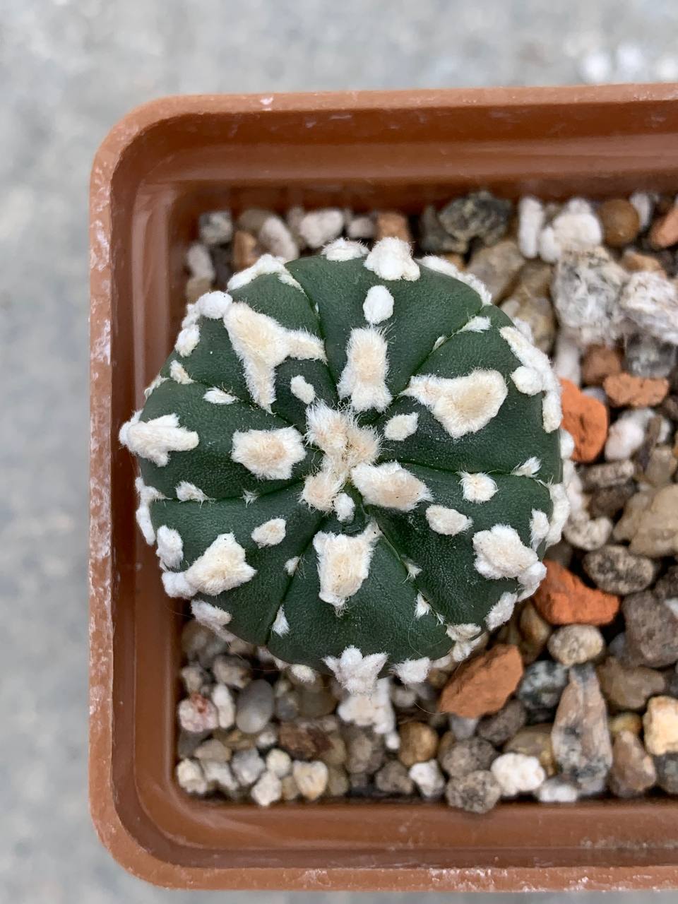 Astrophytum asterias hybr V-type