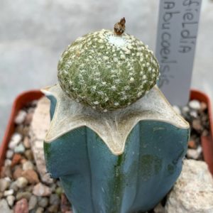 Blossfeldia tarabucoensis