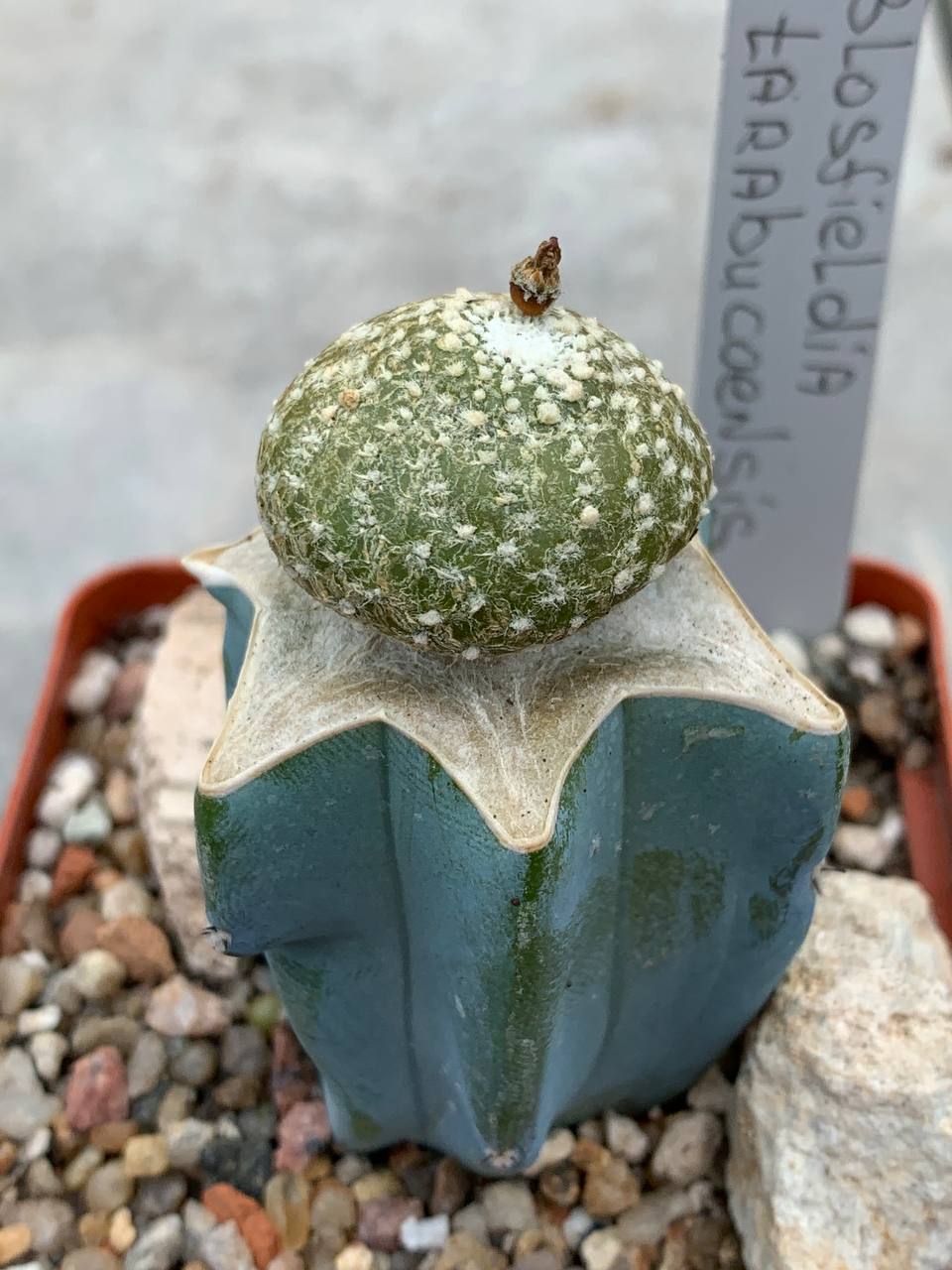 Blossfeldia tarabucoensis