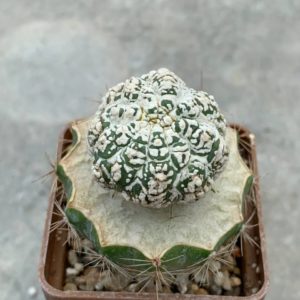 Astrophytum asterias ‘Kikko’ x asterias ‘Lizard skin’