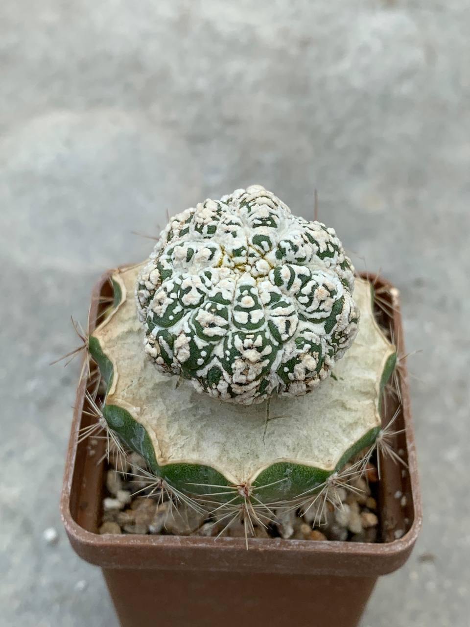 Astrophytum asterias ‘Kikko’ x asterias ‘Lizard skin’