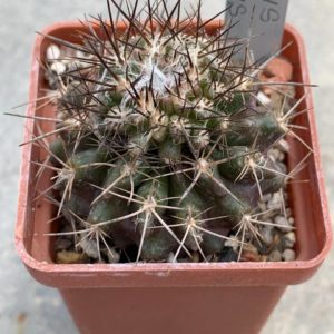 Pyrrhocactus floccosus