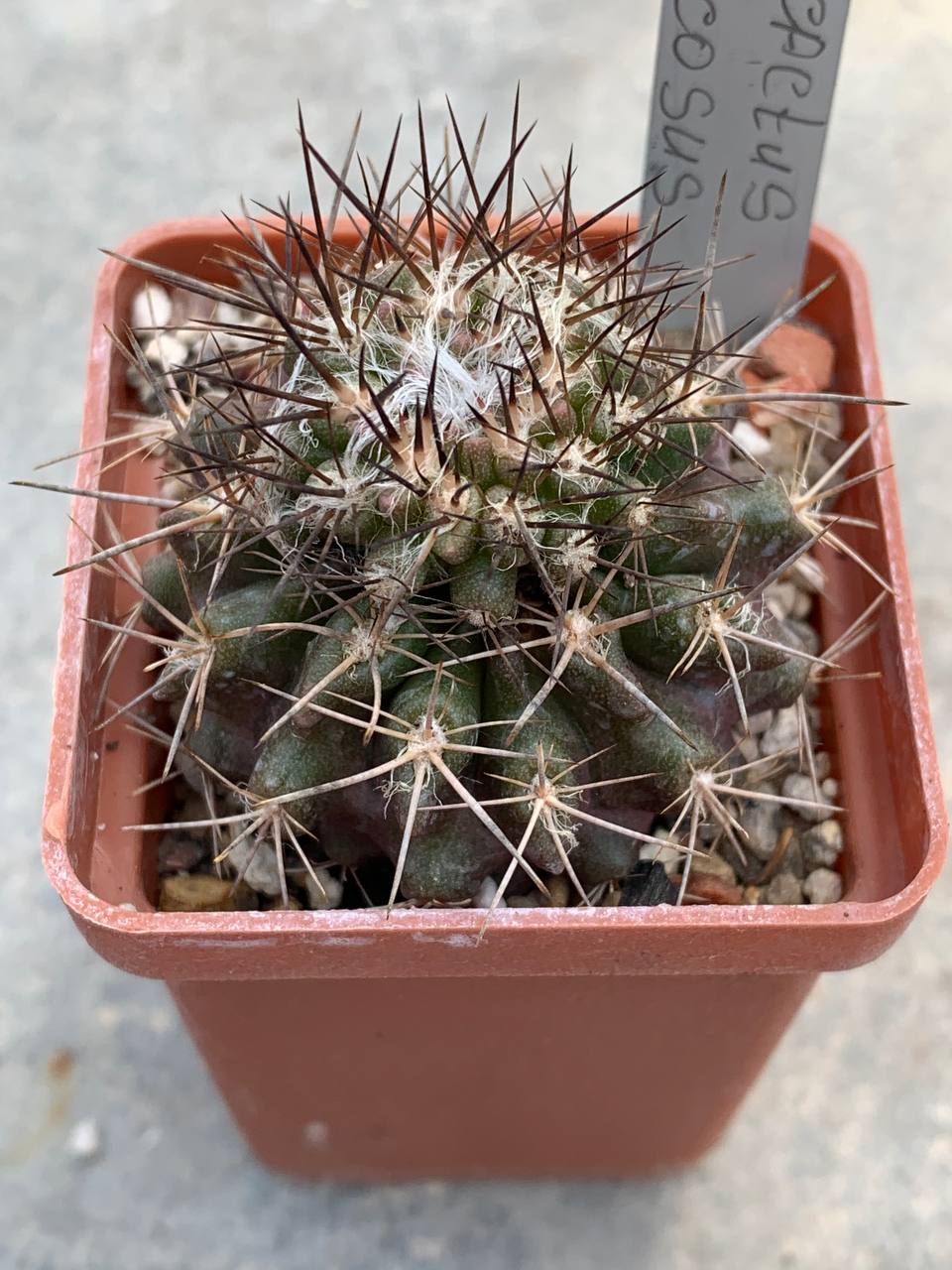 Pyrrhocactus floccosus