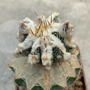Astrophytum ornatum ‘Hannya’ CL6H
