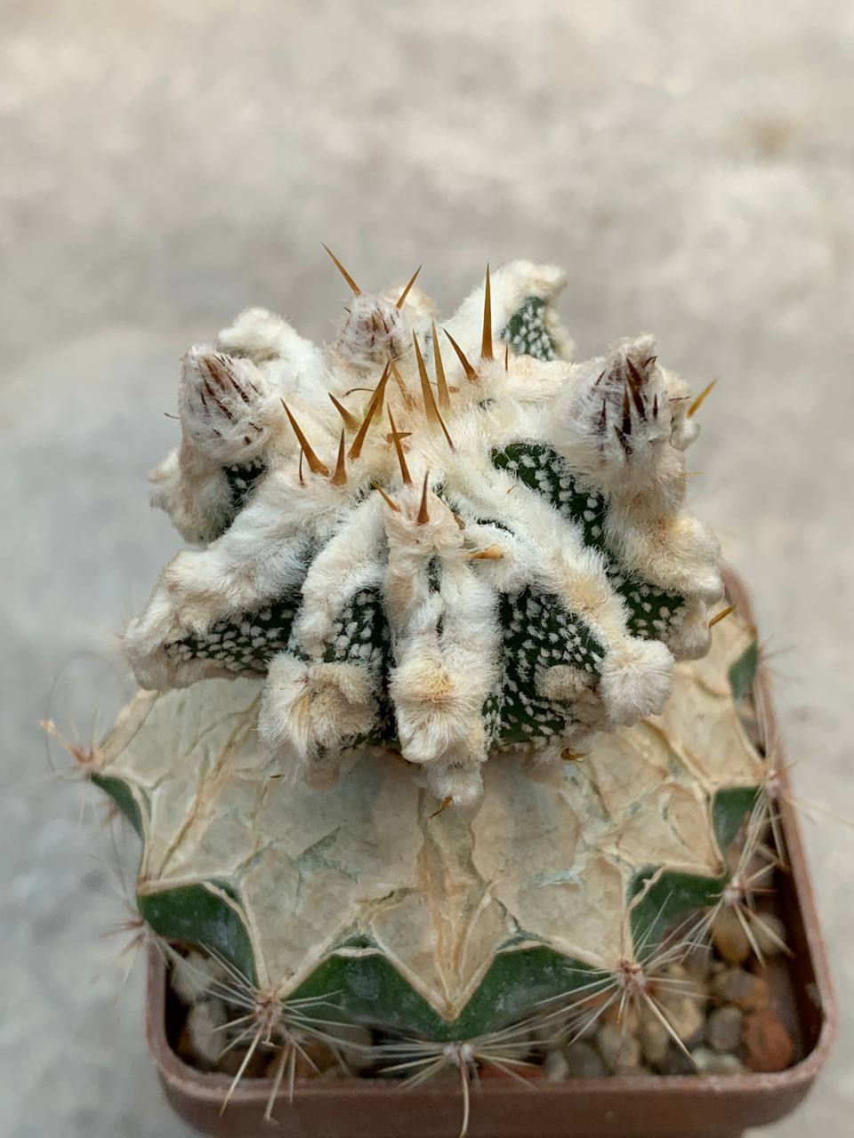 Astrophytum ornatum ‘Hannya’ CL6H