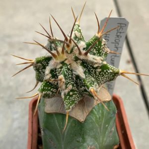 Astrophytum ornatum ‘Hannya’ Pavlica 20