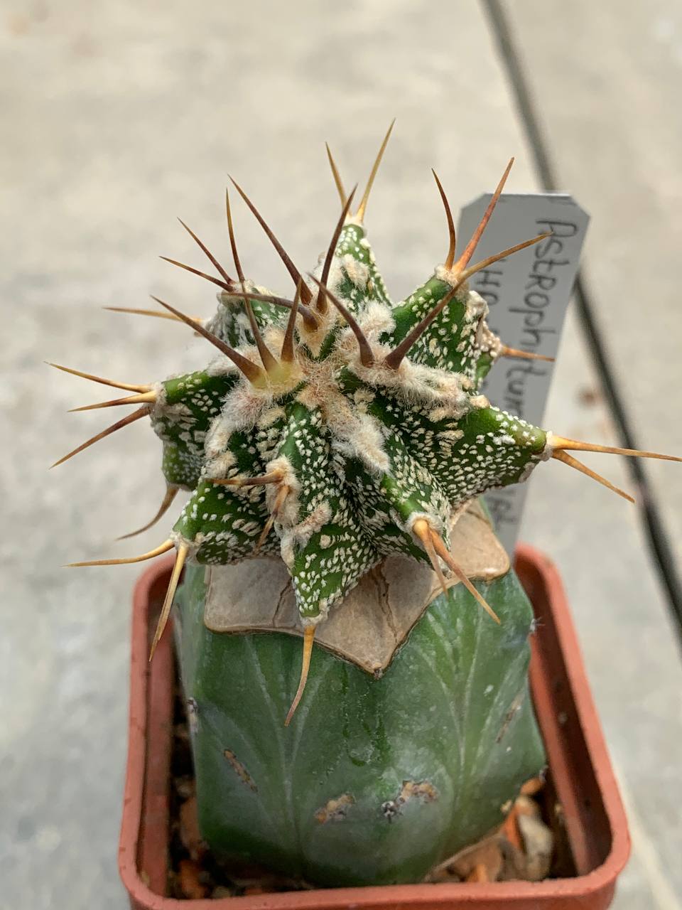 Astrophytum ornatum ‘Hannya’ Pavlica 20