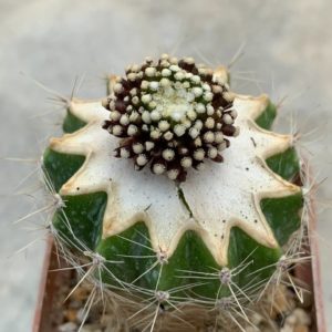 Mammillaria luethii