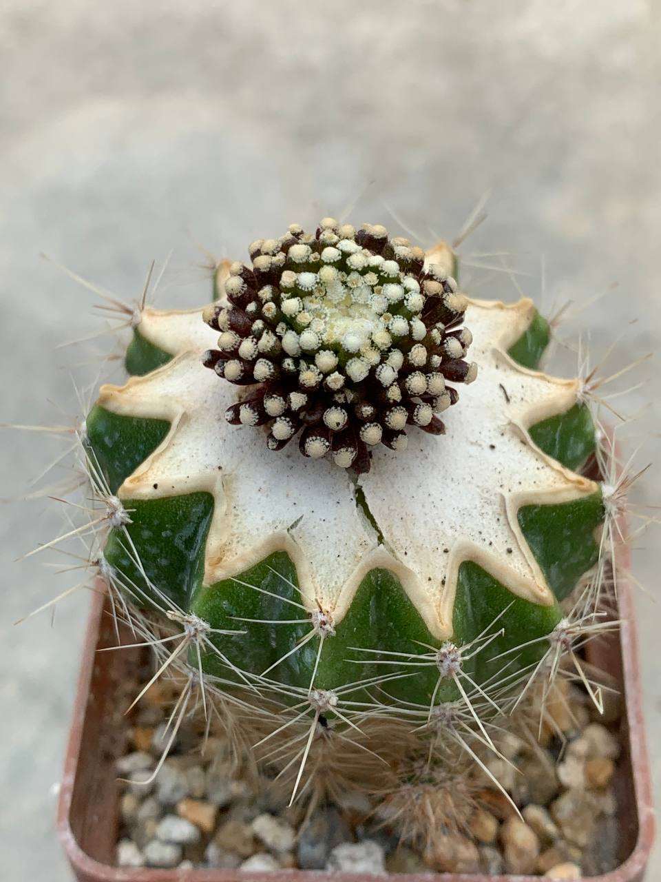 Mammillaria luethii