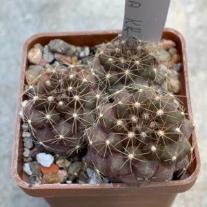 Copiapoa maritima KK 1449