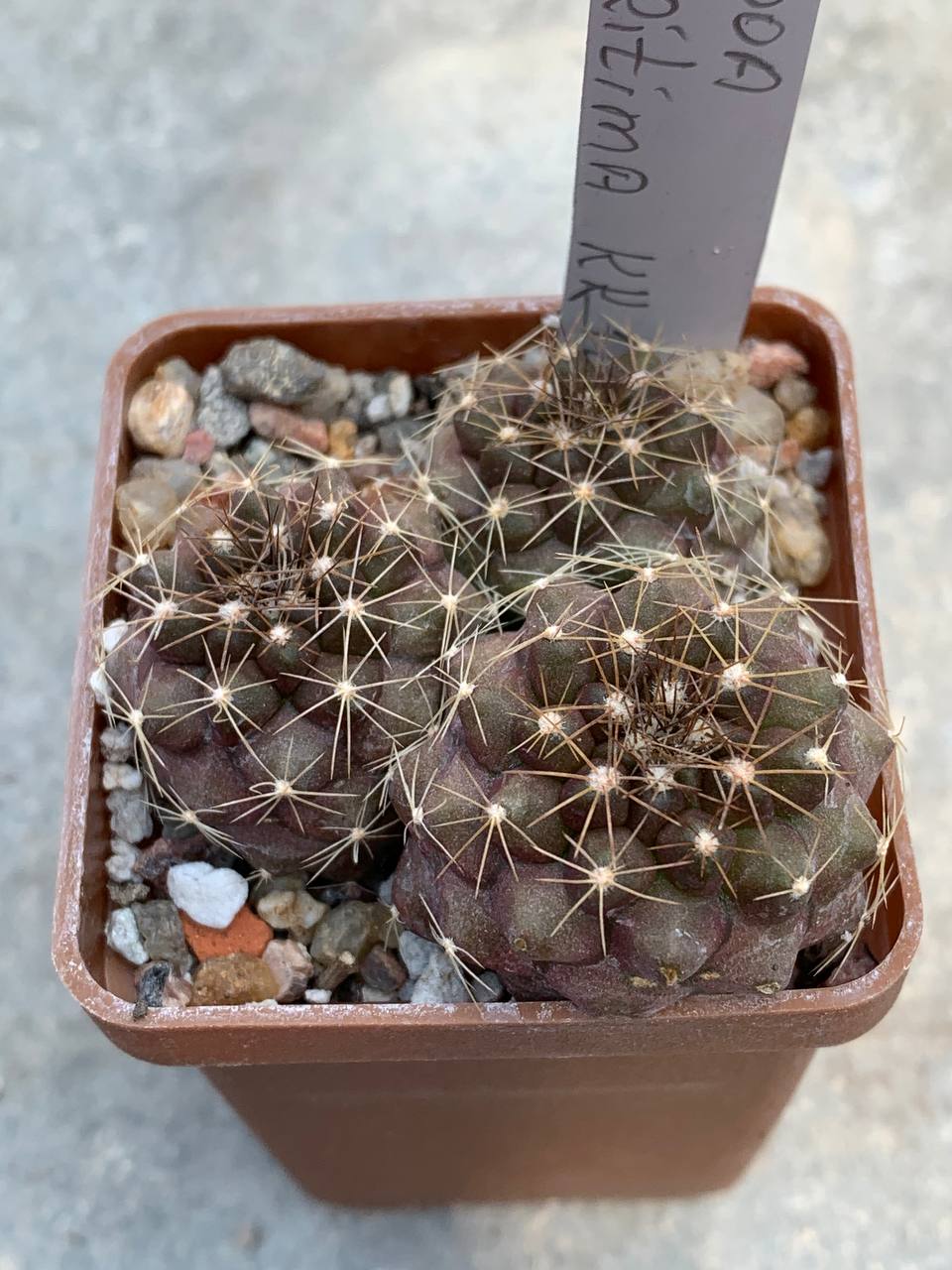 Copiapoa maritima KK 1449