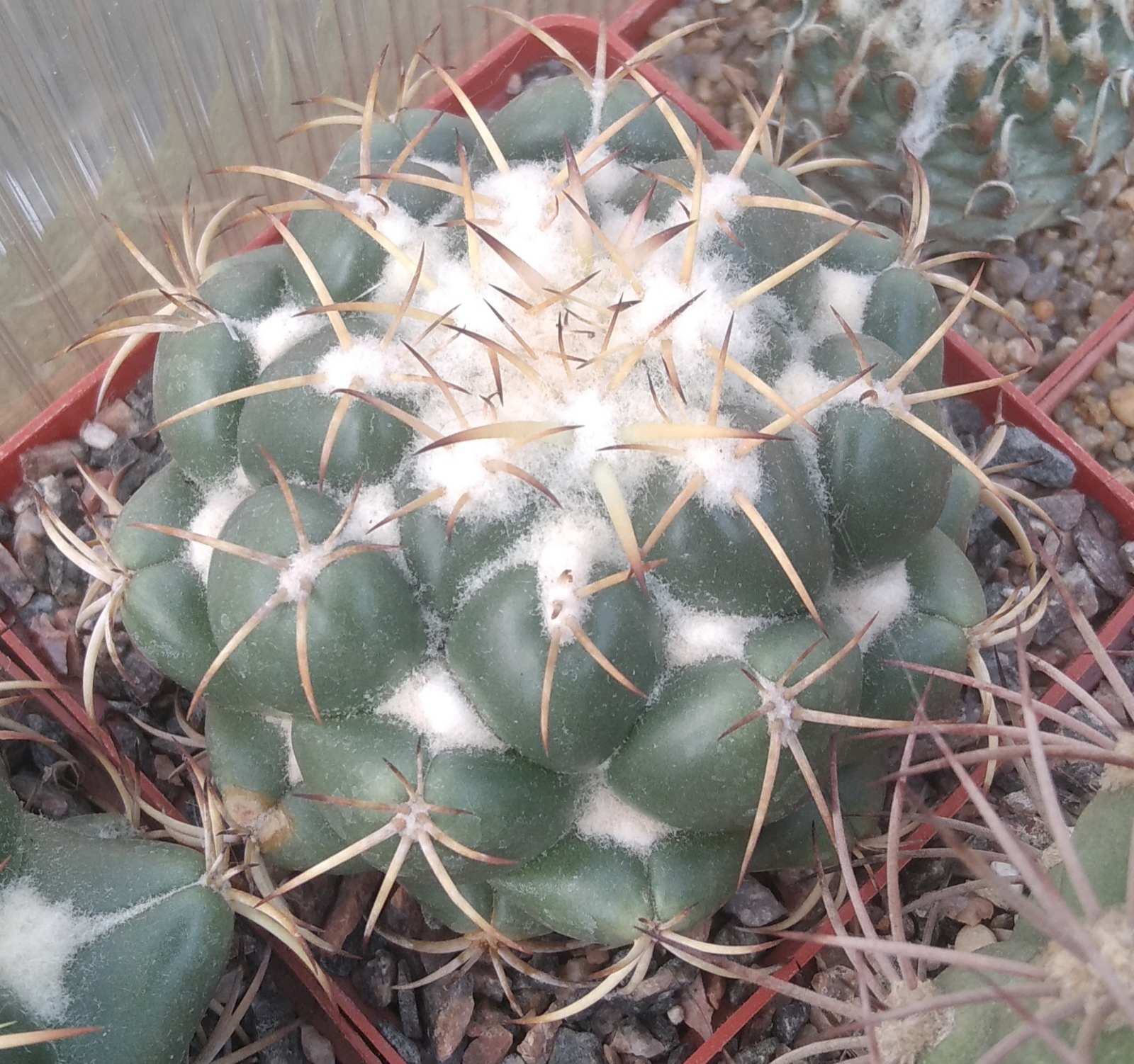 Coryphantha elephantidens -cube-8cm-