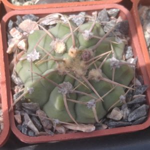 Gymnocalycium vatteri -cube-5cm-