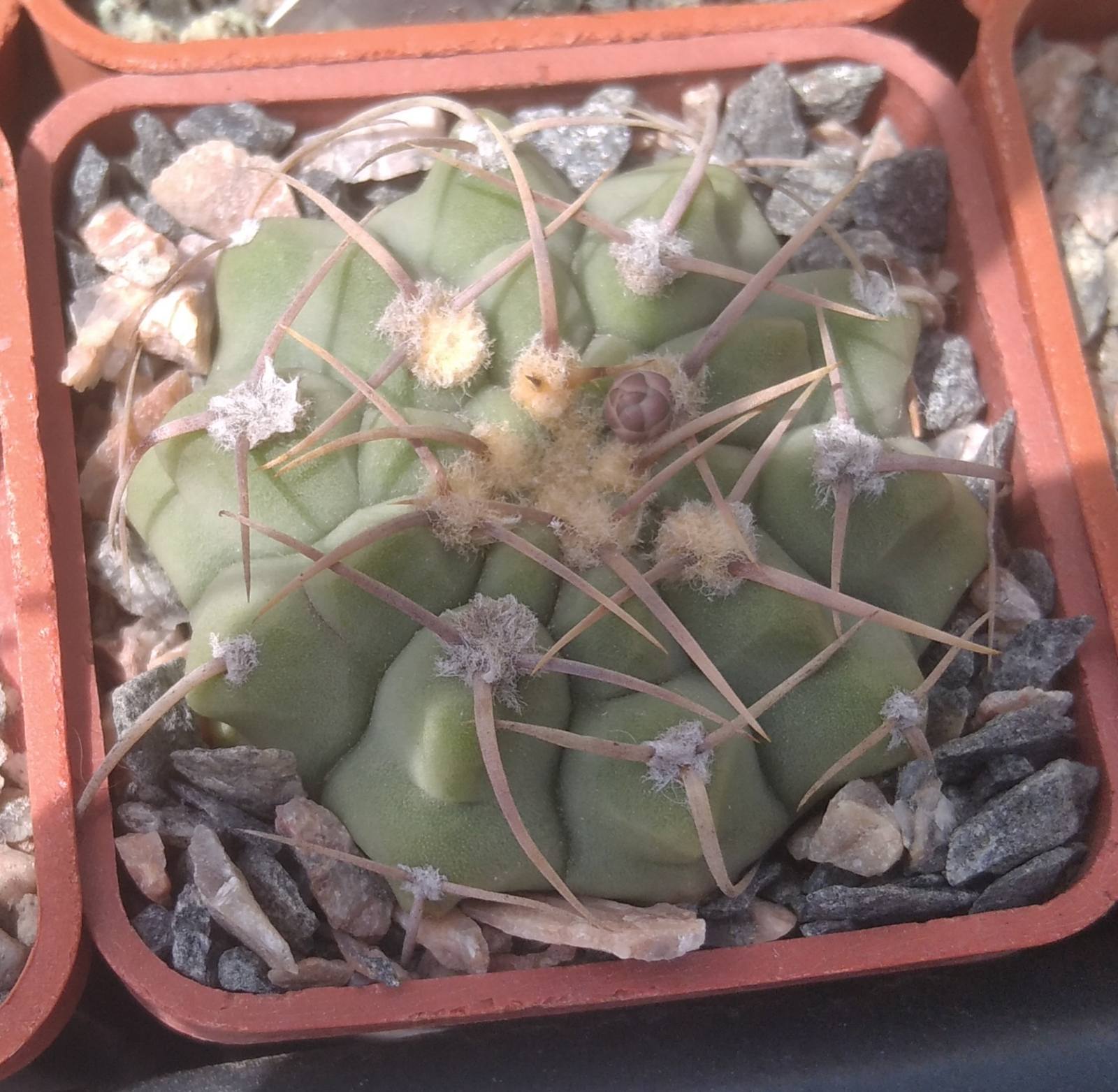 Gymnocalycium vatteri -cube-5cm-