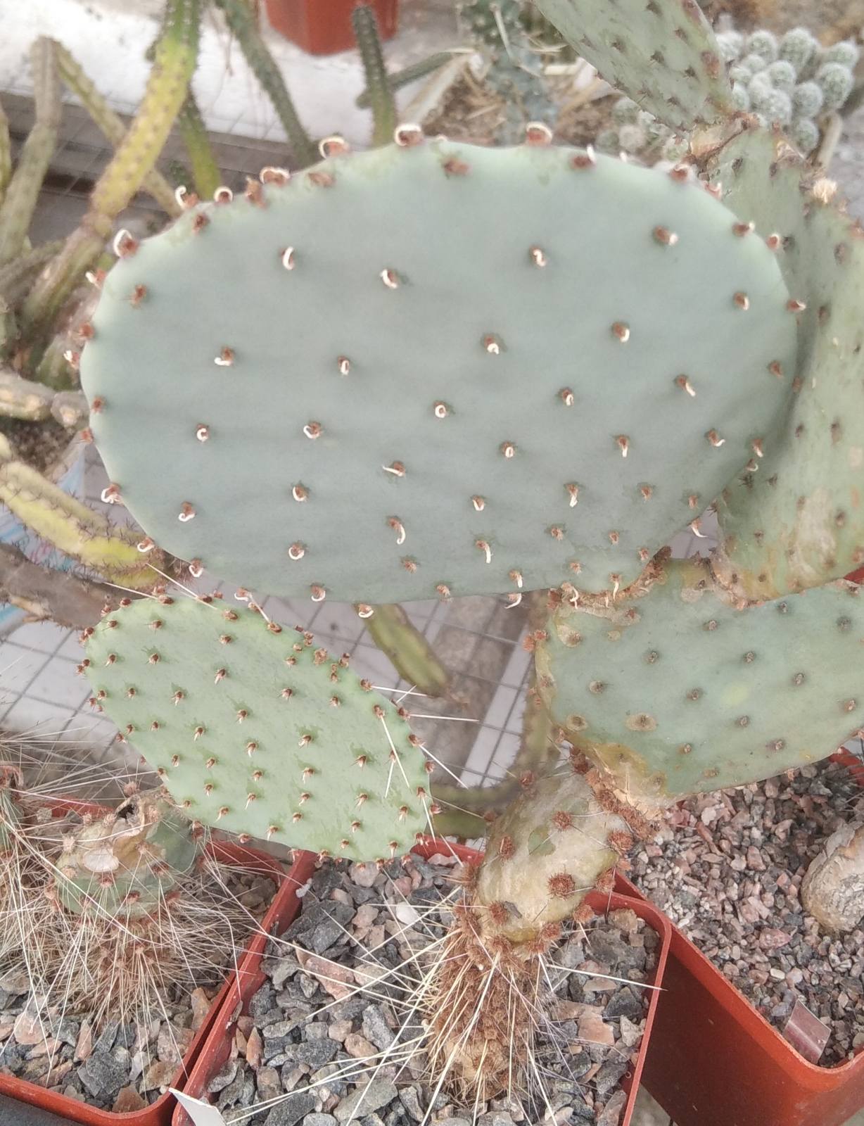 Opuntia basilaris v. treleasii -Koehres- пагони-