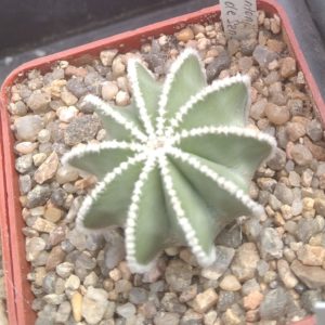 Aztekium hintonii JPH532 -Rio de San Jose, NL- cube-6cm-