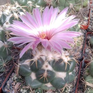 Coryphantha elephantidens -cube-8cm-