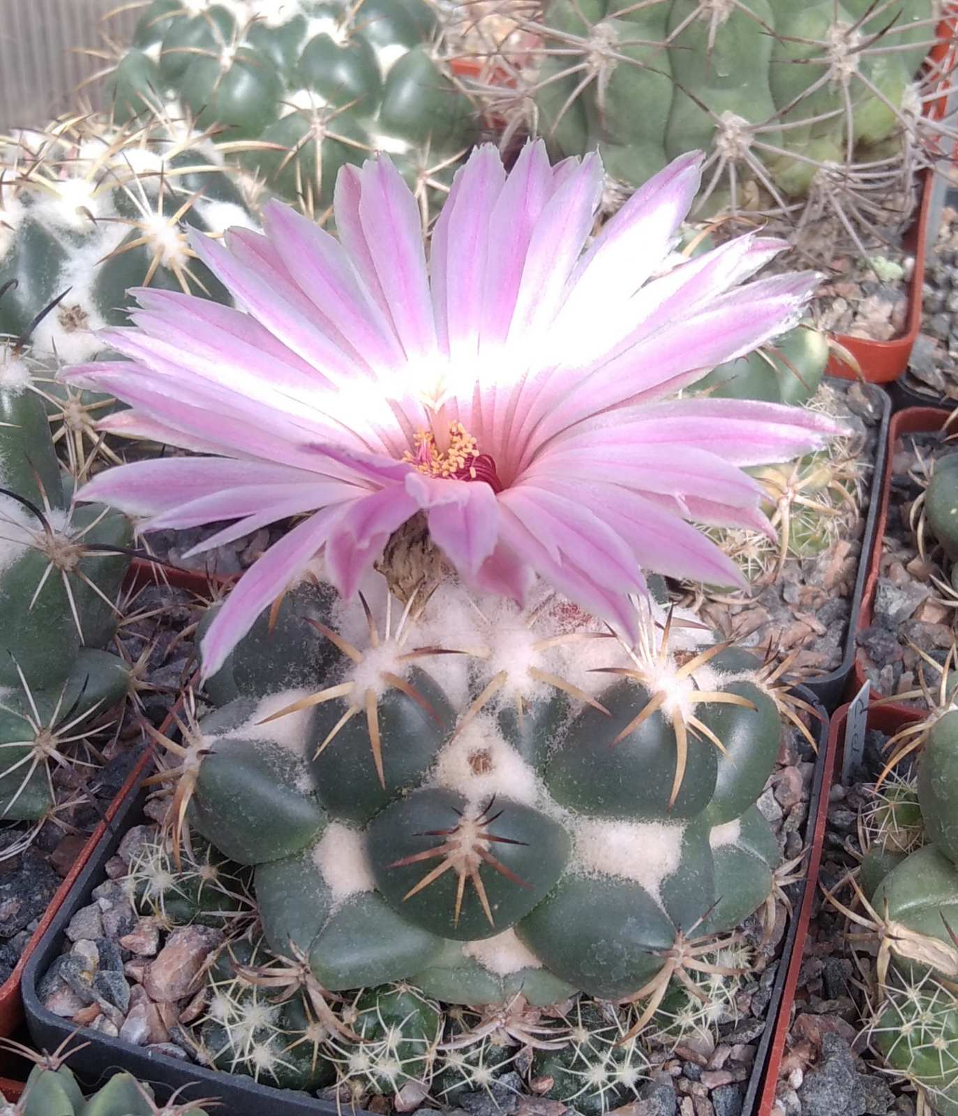 Coryphantha elephantidens -cube-8cm-