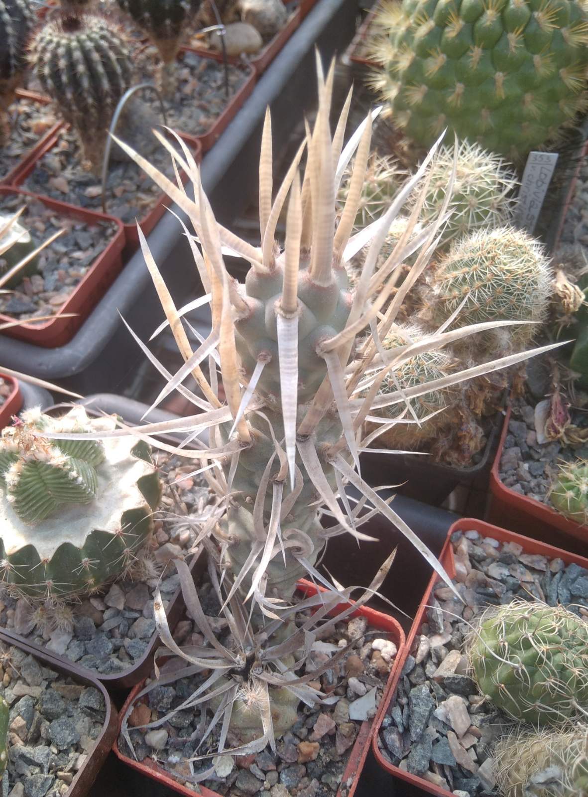 Tephrocactus art. v. papyracanthus -cube-6cm-