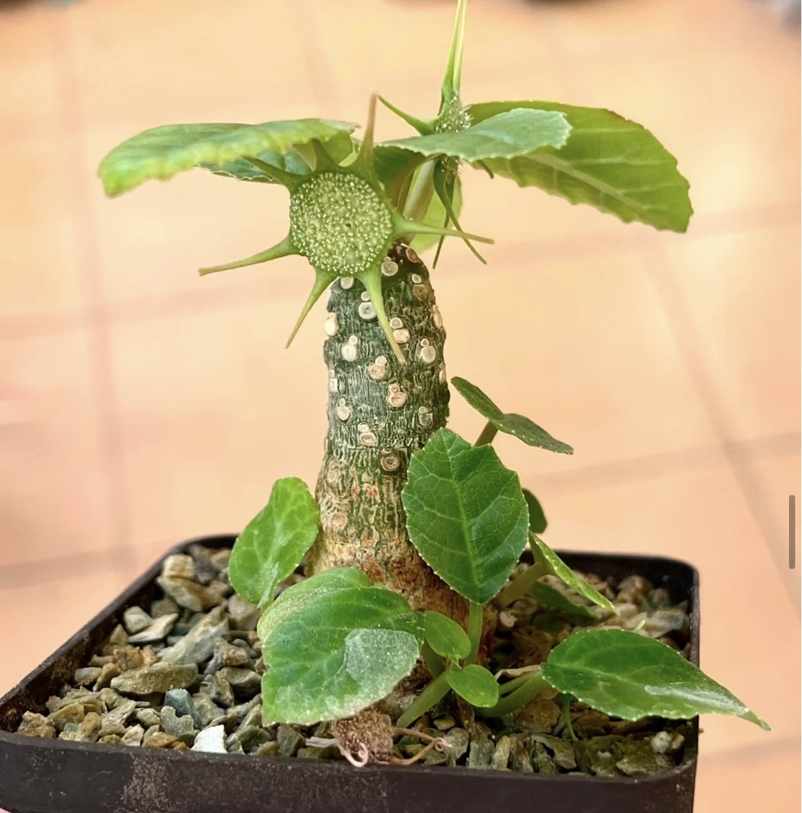 dorstenia foetida