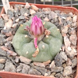 Lophophora jourdaniana -cube-6cm-сіянець!-