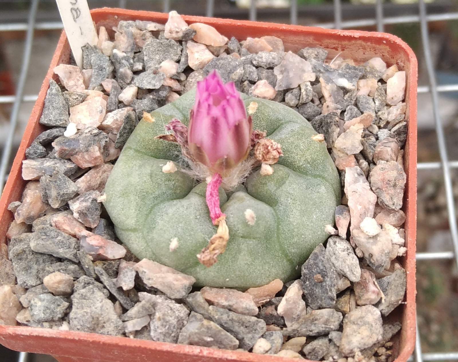 Lophophora jourdaniana -cube-6cm-сіянець!-