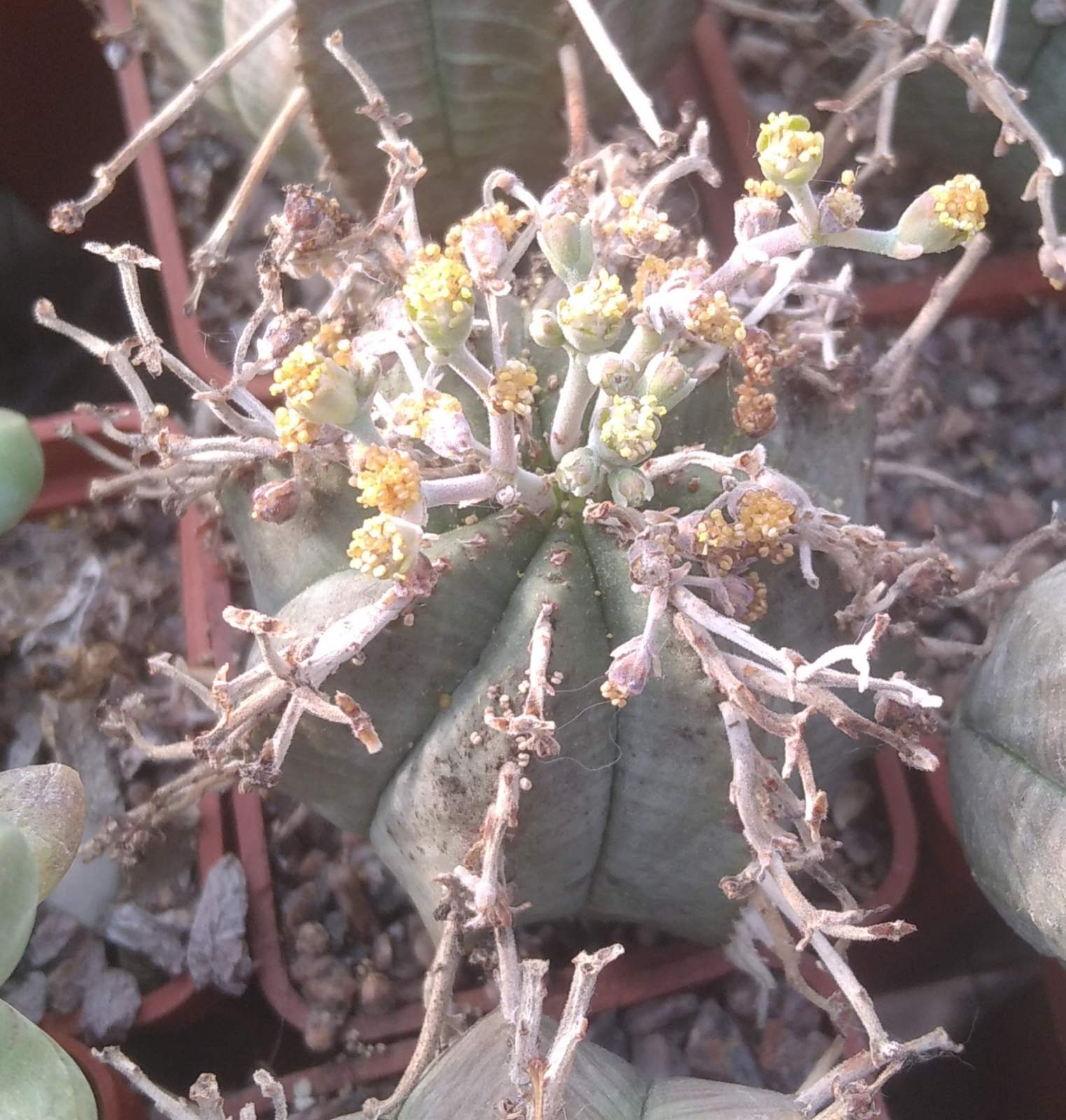 Euphorbia obesa x valida -cube-5cm- (cіянець)