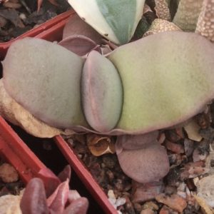 Gasteria glomerata -