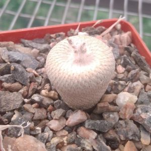 Epithelantha bokei SB415 -cube-6cm-