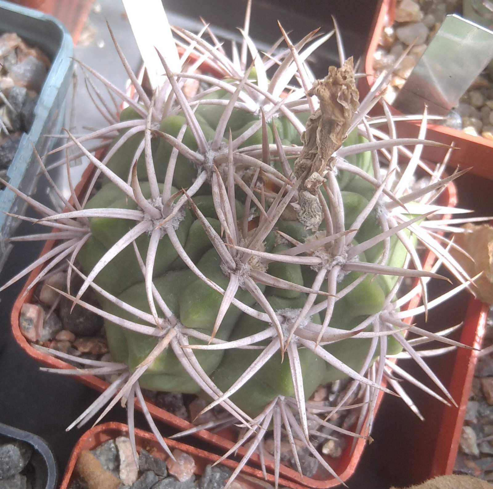 Gymn. nigriareolatum v. densispinum- cube-7cm-