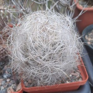 Neoporteria senilis -cube-7cm-
