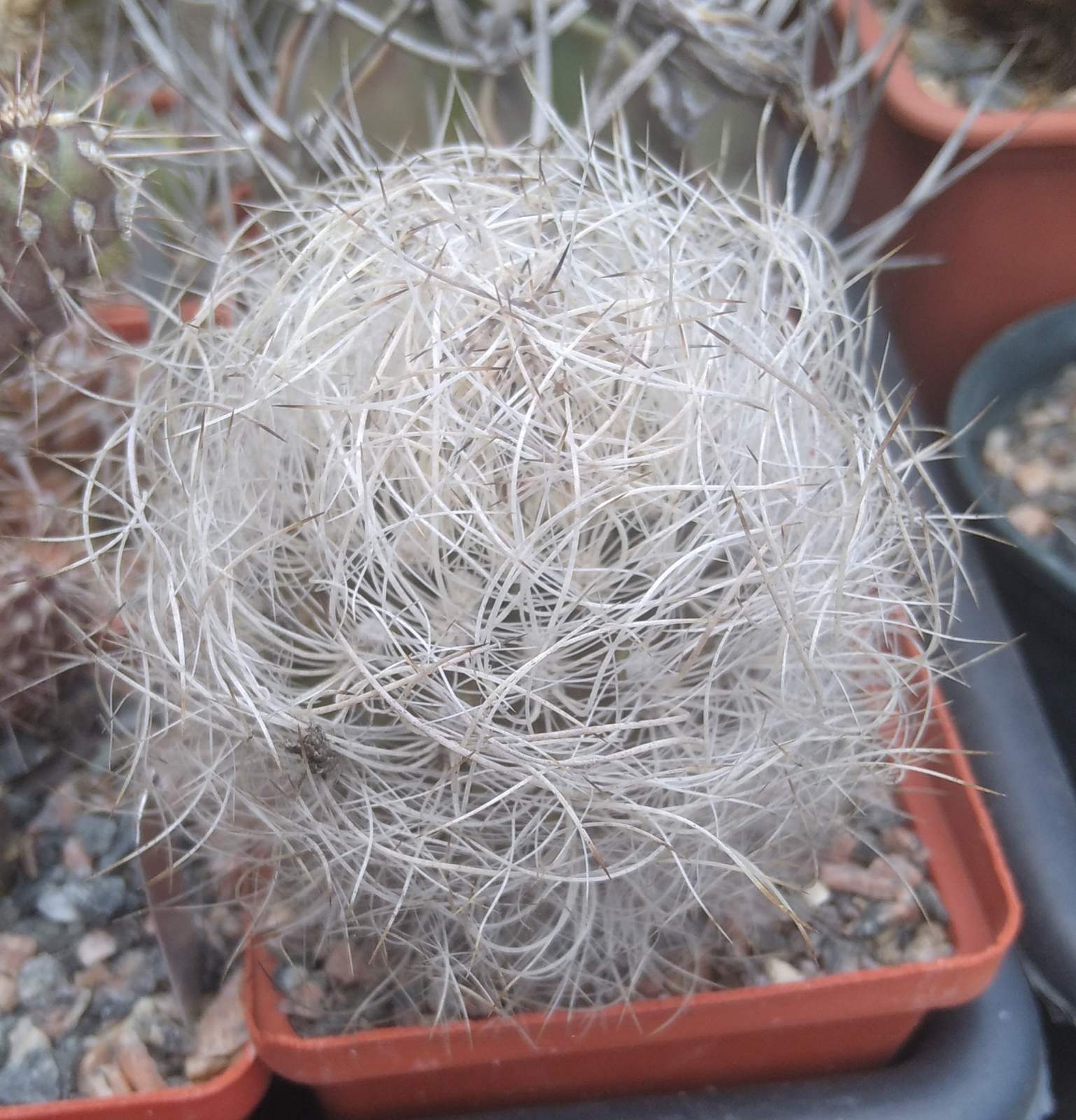Neoporteria senilis -cube-7cm-