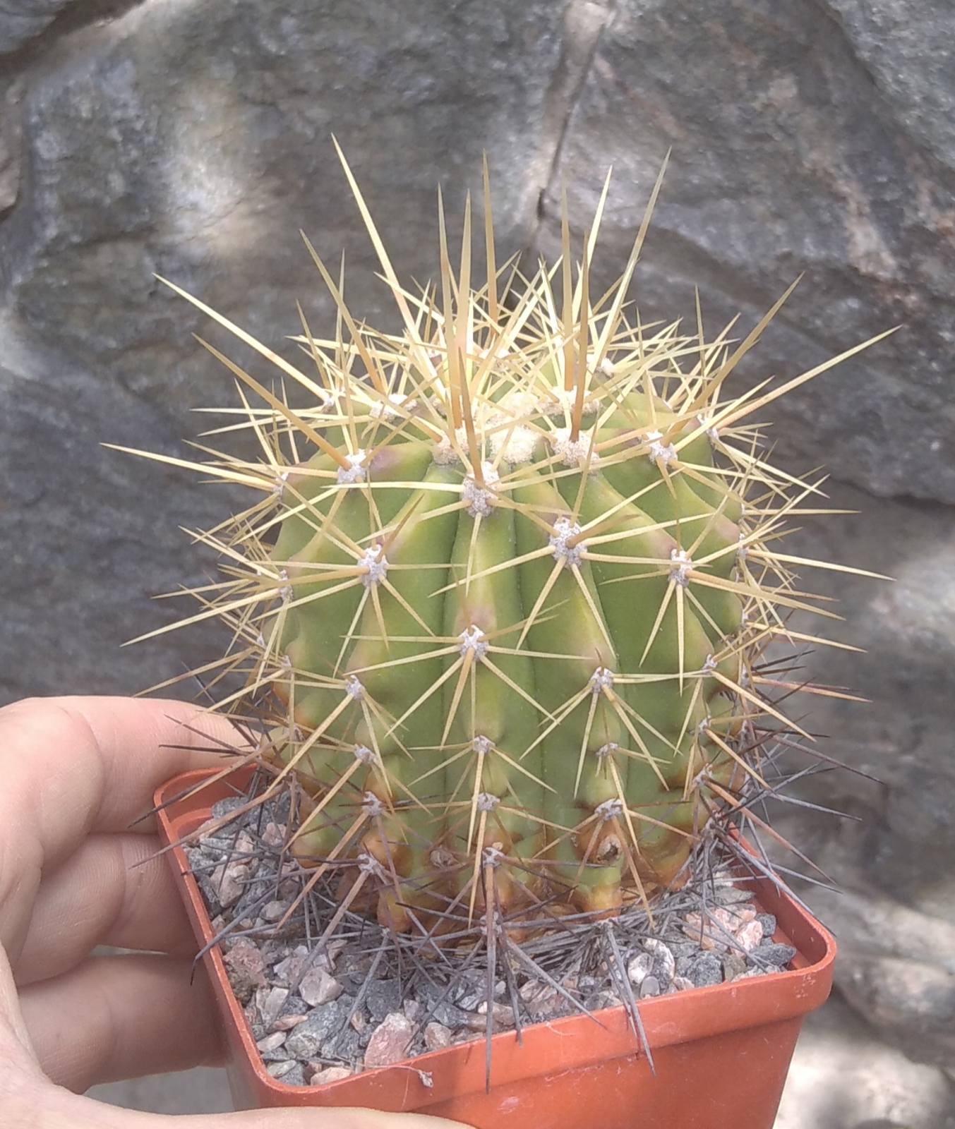 Ferocactus pottsii v. alamosensis -Mesa Garden-cube-8cm-