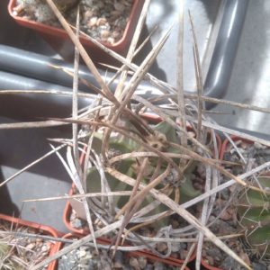 Astrophytum crasispinum -Japan-cube-5cm-super spines-