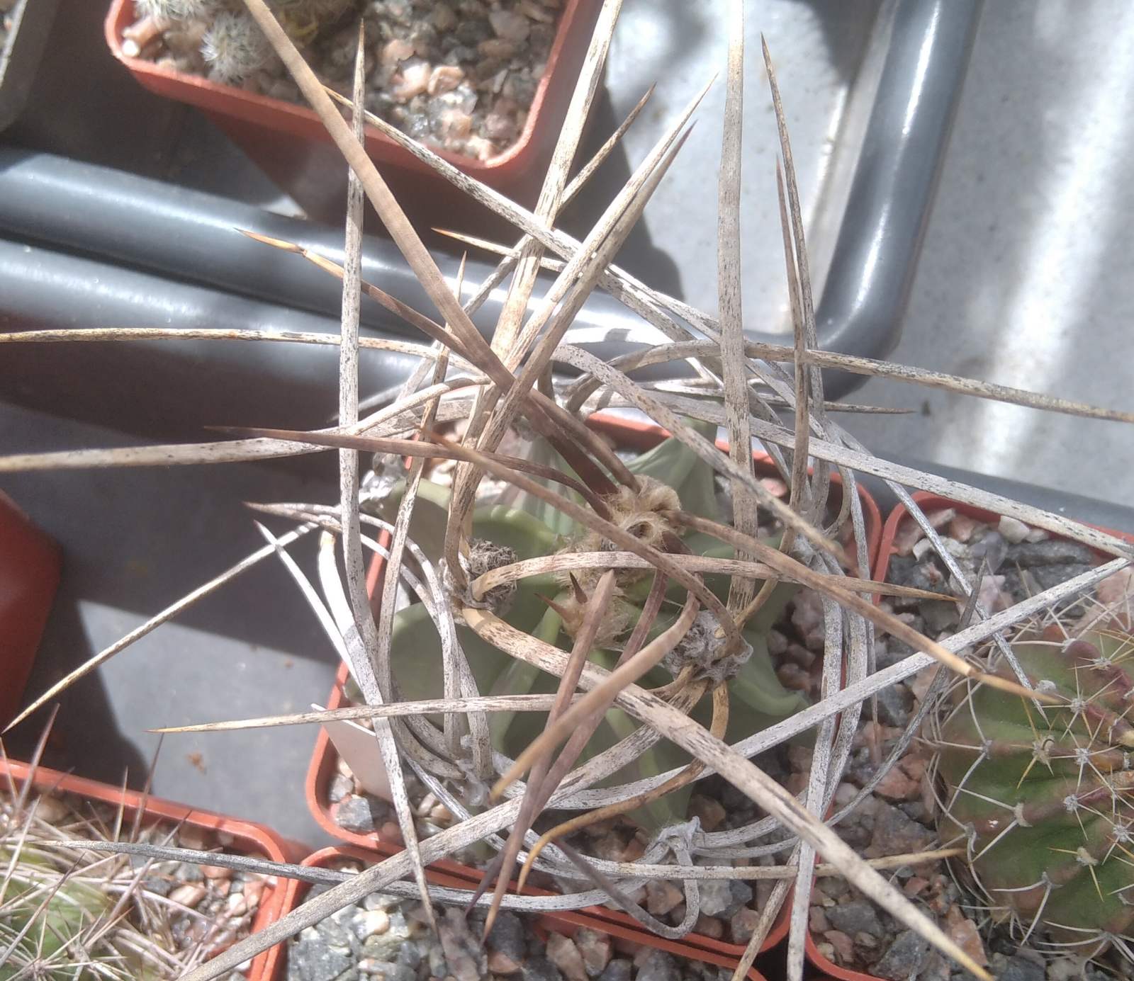 Astrophytum crasispinum -Japan-cube-5cm-super spines-