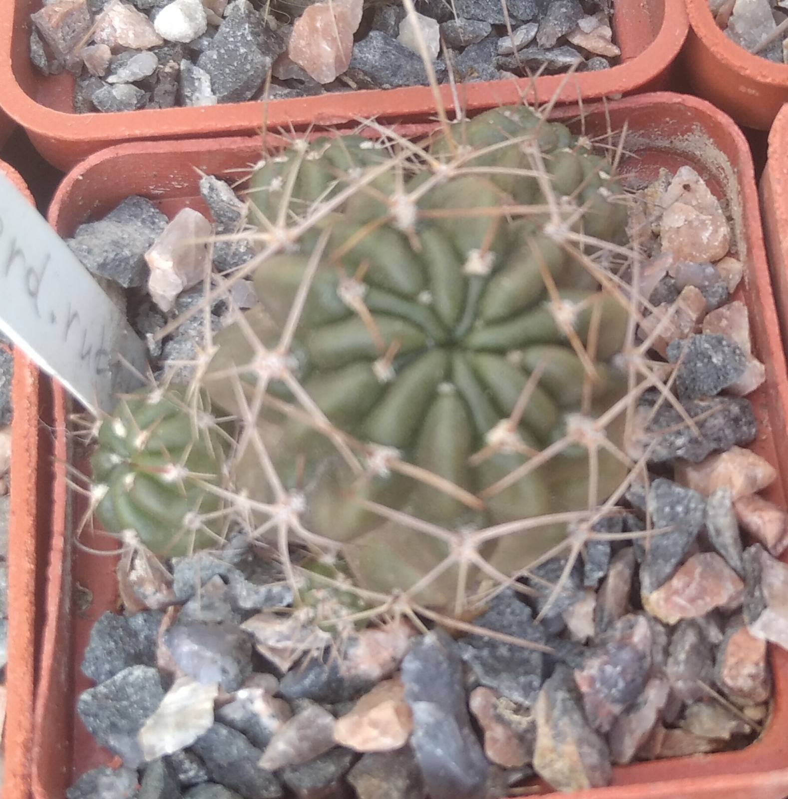 Lobivia cardenasiana v. rubriflora -cube-5cm-