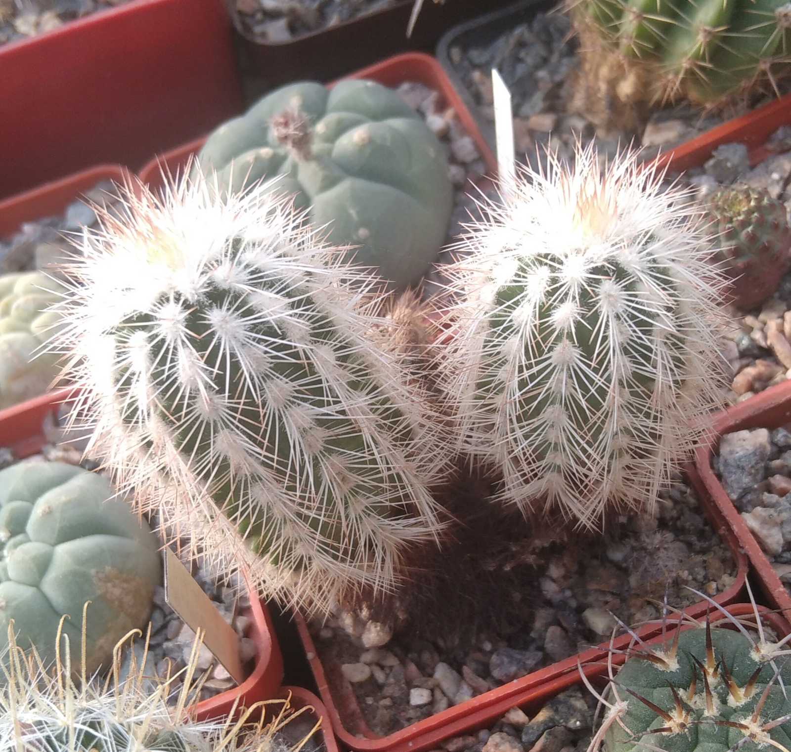 Echinocereus reichenbachii v. albispinus -двійня-cube-7cm-