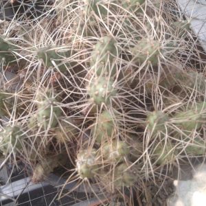 Maihueniopsis platyacantha CJH380 -пагони по 80гр.