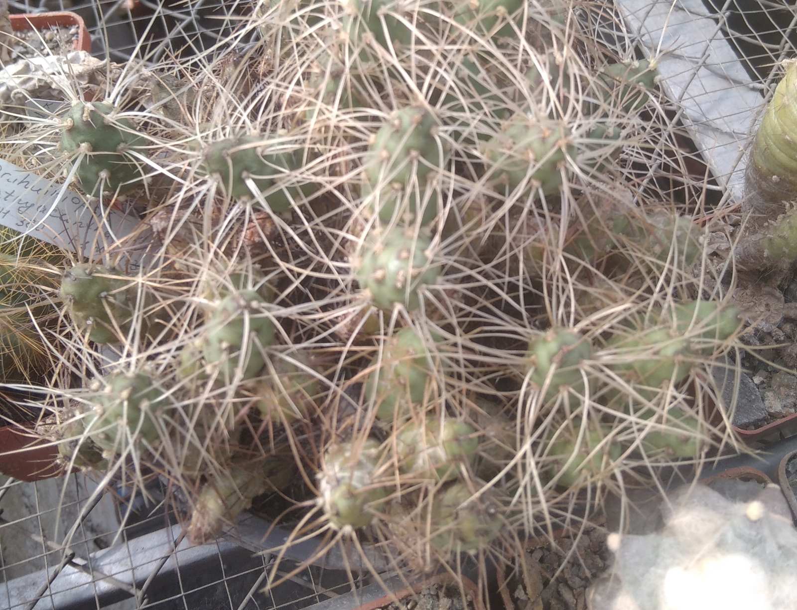 Maihueniopsis platyacantha CJH380 -пагони по 80гр.