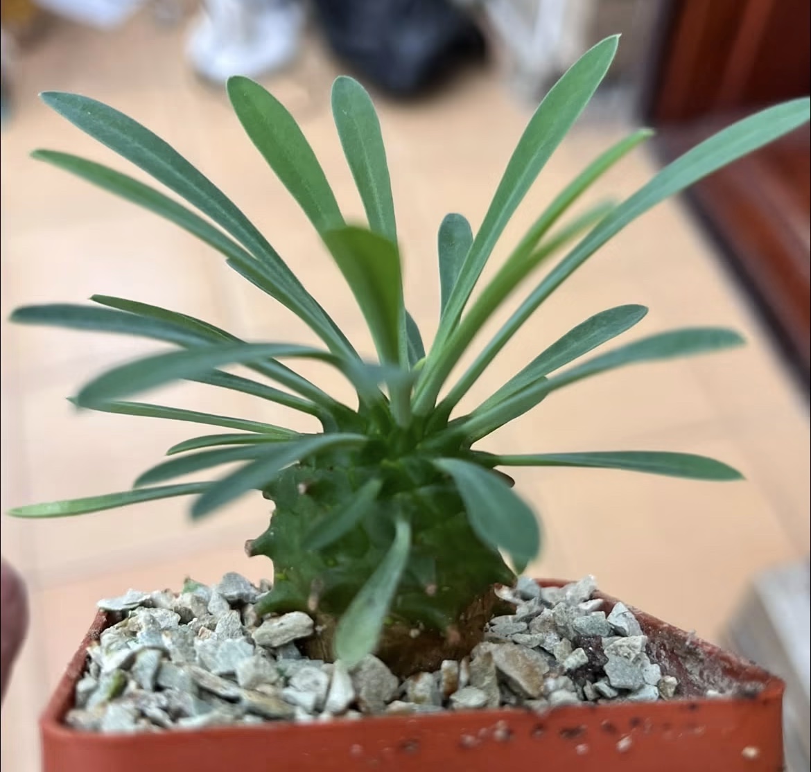 euphorbia juglans