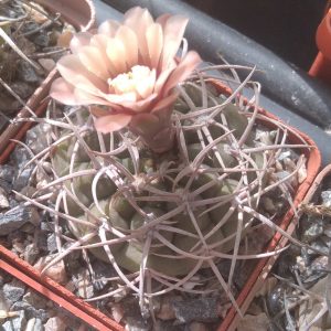 Gymnocalycium pugionacanthum -cube-6cm-
