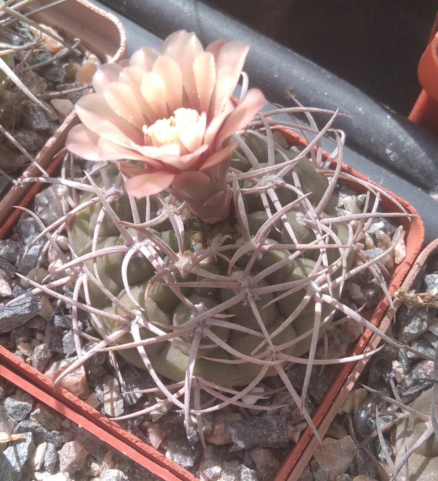 Gymnocalycium pugionacanthum -cube-6cm-