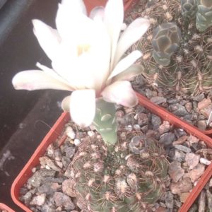 Gymnocalycium mesopotamicum -Arg- cube-6cm-