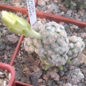 Mammillaria theresae v. albiflora -cube-6cm- підщепа-F.glaucescens-