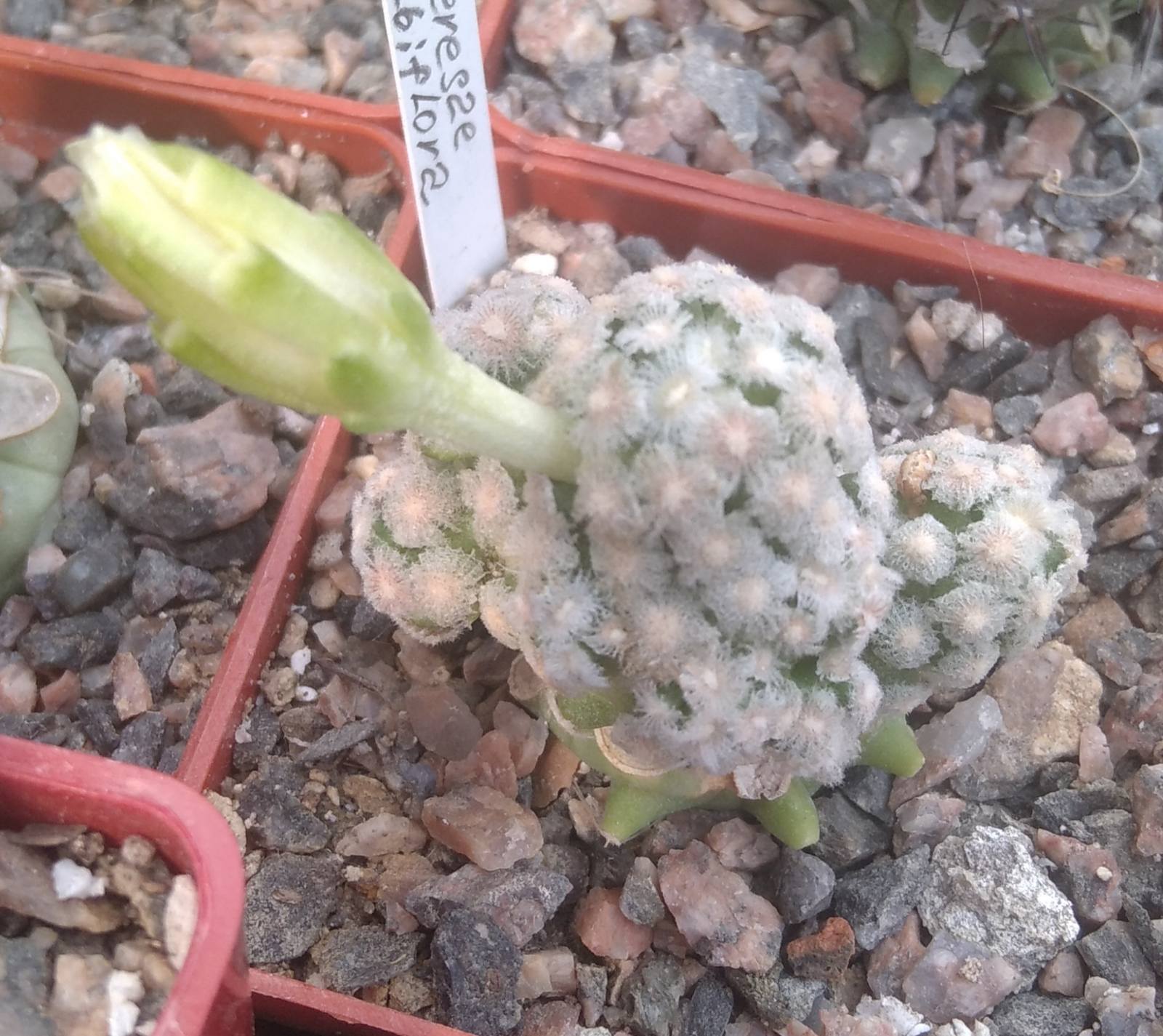 Mammillaria theresae v. albiflora -cube-6cm- підщепа-F.glaucescens-