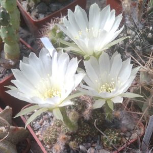 Lobivia torrecilasensis v. albiflora  -пагони-