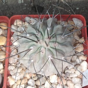 Copiapoa dealbata BCKH1408 -cube-8cm-своє коріння-